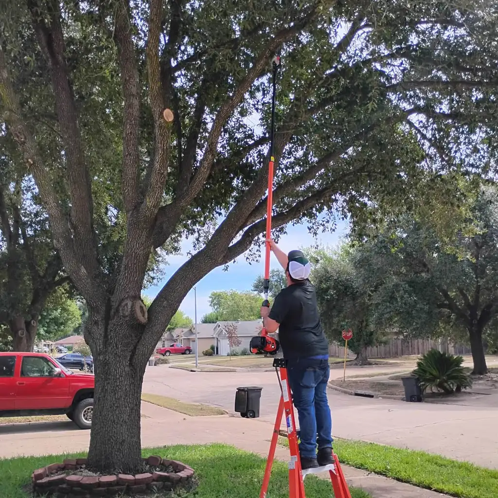 Tree Heroes arborist pruning a live oak with a pole saw from a ladder
