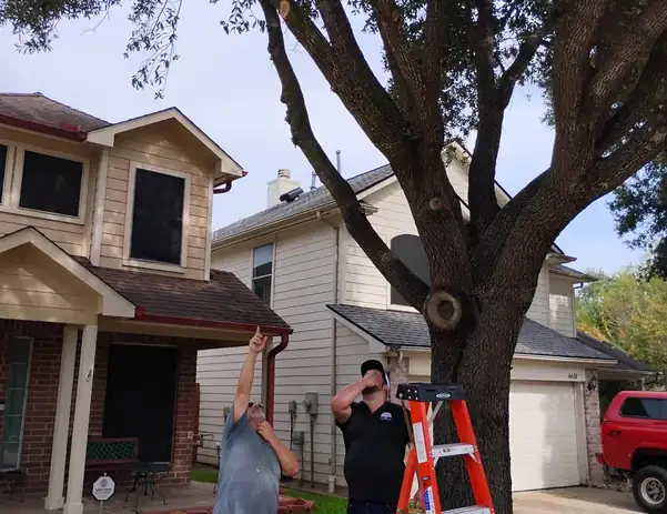 Tree Heroes arborists pruning a live oak from a ladder