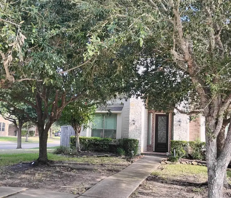 Pruned trees along the sidewalk in an established neighborhood
