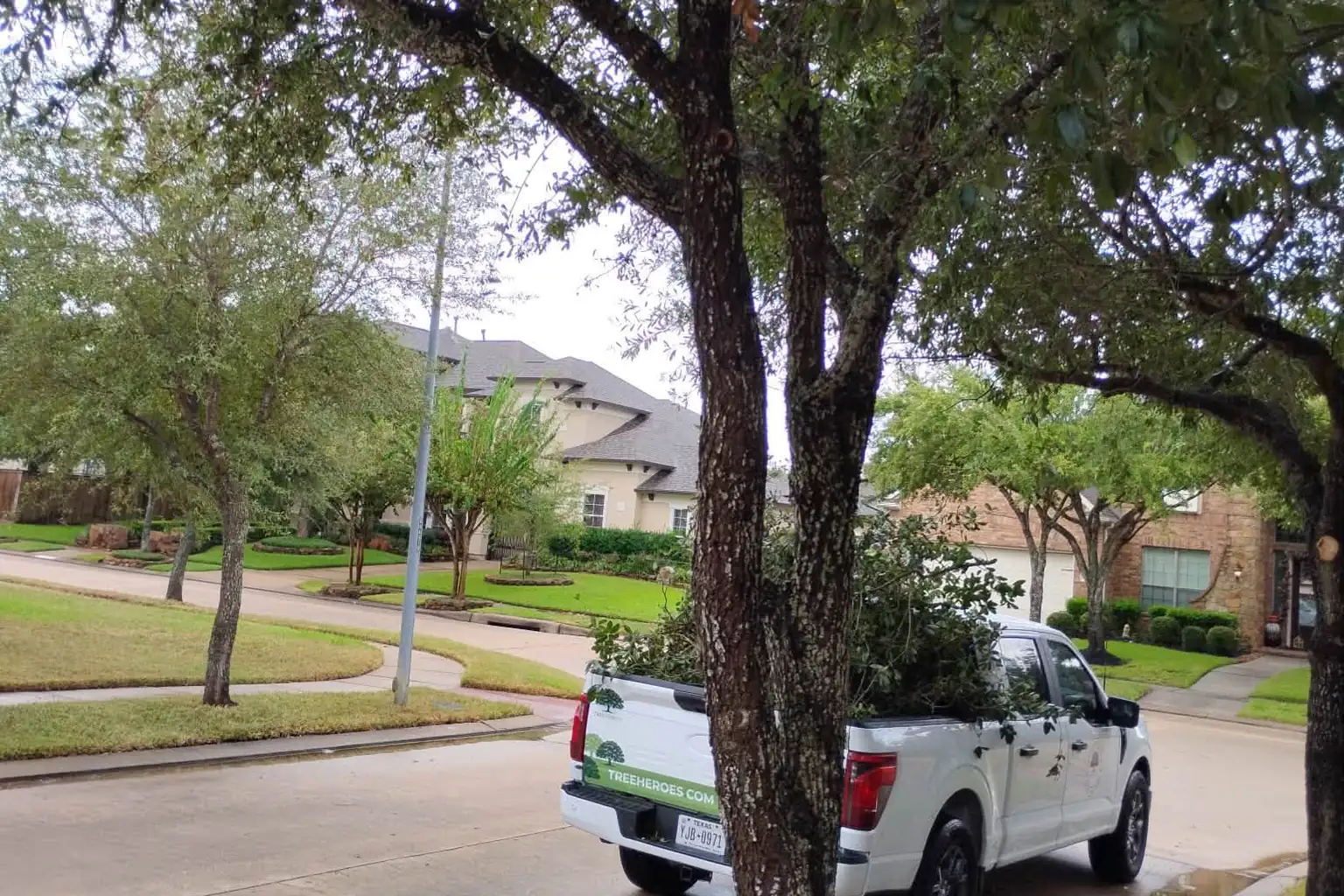 Street tree pruned by Tree Heroes with the company truck parked nearby