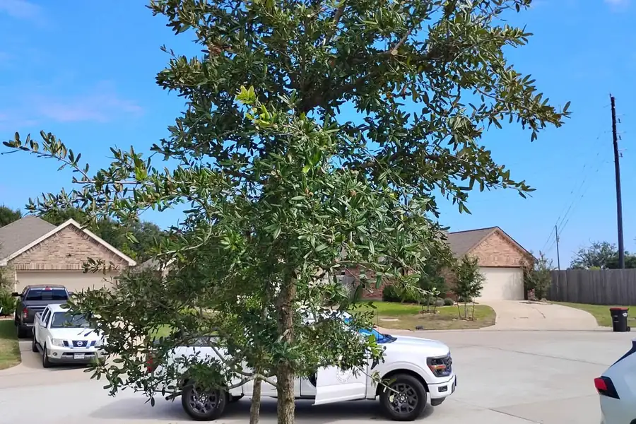 Young tree after pruning next to a driveway
