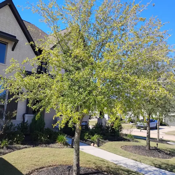 Young tree in a mulch bed in front of a new home