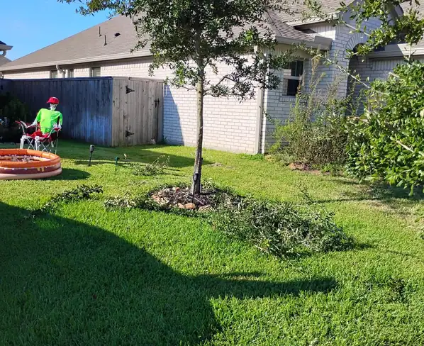 Tree Heroes crew pruning a young tree on a front lawn